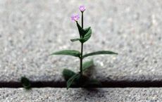 Article Image for Employment Resilience Grows with Tech Adoption