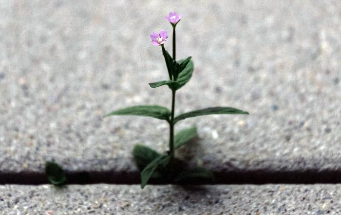 Article Image for Employment Resilience Grows with Tech Adoption