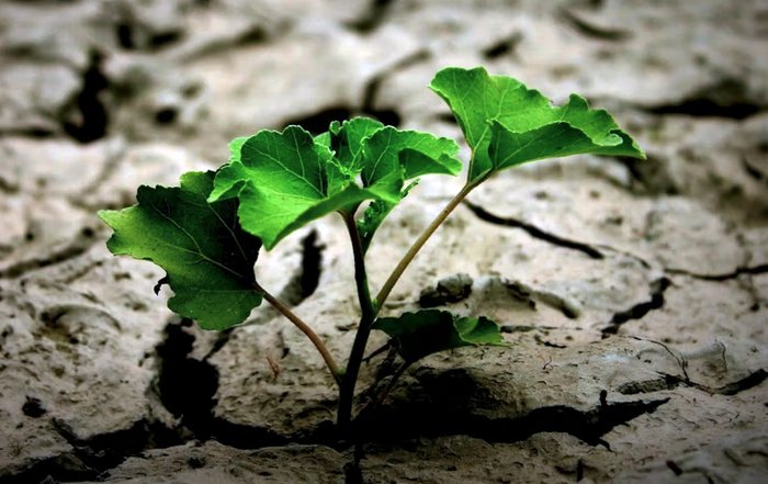 Article Image for Sustainable Finance Becomes a Strategic Priority