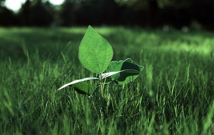 Article Image for Sustainable Strategies Influence Corporate Performance