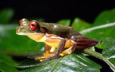 Article Image for The Business Case for Biodiversity